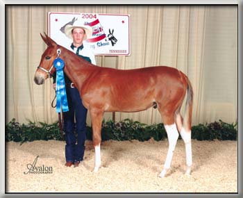 Boots winning Weanling Mules at Shelbyville