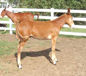 Bay Mare's Baby
