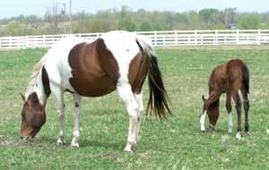 Her first day on pasture.  April 15, 2006