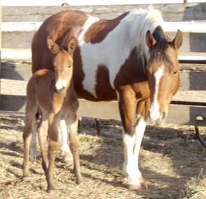 Baby & Mare