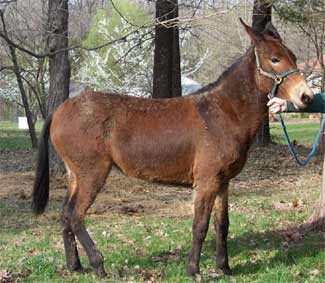 March 2007, Ruth as a Yearling