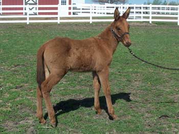 Red Dun John Mule