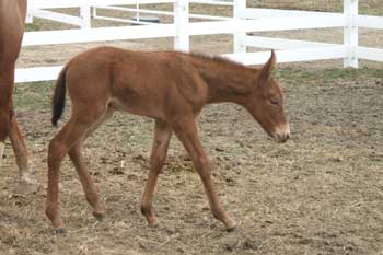 Sorrel Molly