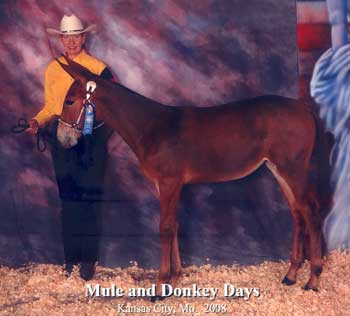 Banjo's Belle winning MMDC Molly Futurity