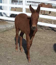 Dark Red Molly Mule