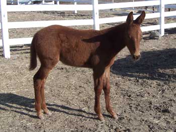 Dark Red Molly Mule