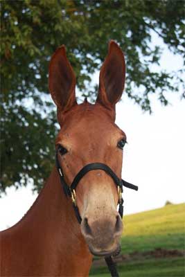 Scoot at her new home in KY 