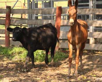 Scoot at her new home in KY 