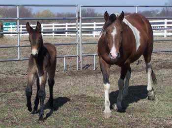 Bay John Mule