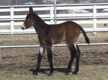 Bay John Mule