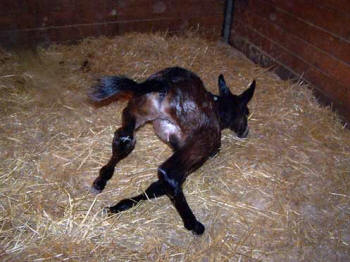 Mule Foal attempting to stand at birth