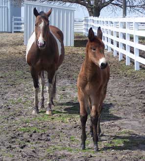 Bay Banjo baby at 1 month