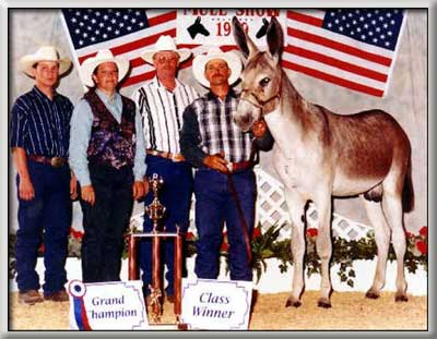Scooter's Banjo Boy Standing Grand at the All-Star Mule Show
