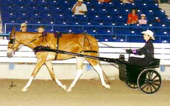 Shelbyville 2007