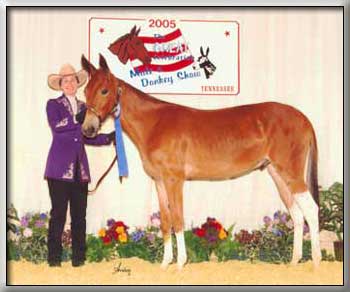 Winning Yearlings at the 2005 Great Celebration Mule and Donkey Show