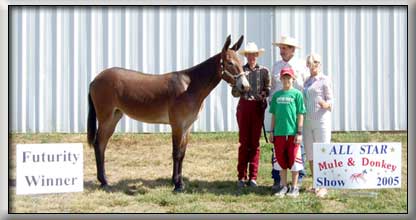 Winning Open and Futurity Mollies at the All Star Show in Columbia, MO