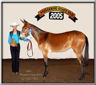 Winning Yearlings at the Missouri State Fair