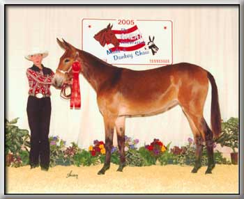 Winning Second at the Great Celebration Mule & Donkey Show, Shelbyville, TN