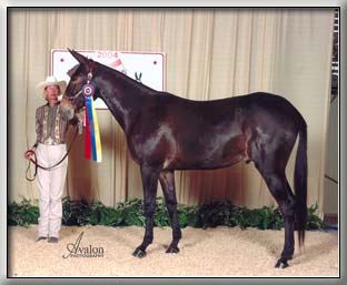 Jessee (by Cecil) Grand Champion Halter Mule Shelbyville, TN 2004