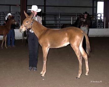 Kate showing at the All-Star Mule Show