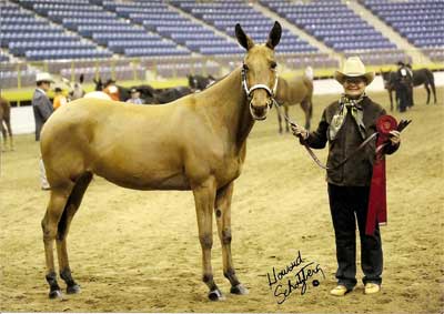 Roxie at the January 2009 National Western Stock Show