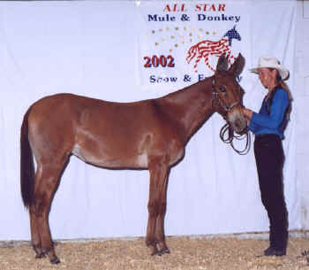 Roxie winning Yearling Futurity Mollies