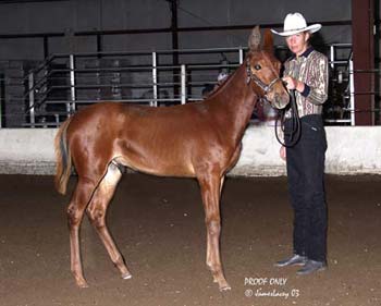 Scooter showing at the All-Star Mule Show