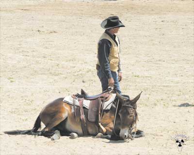 Tuffy laying down at the Jake Clark Mule Sale