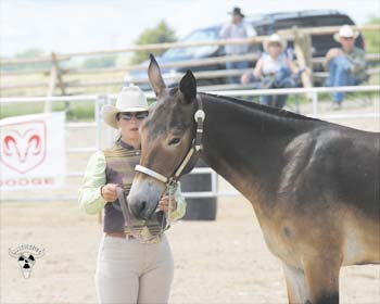 Tuffy showing Halter at the Jake Clark Mule Sale