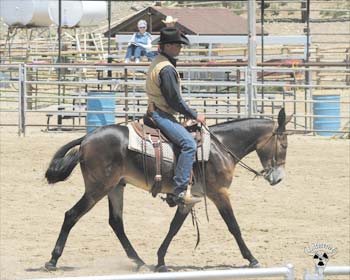 Tuffy under saddle at the Jake Clark Mule Sale