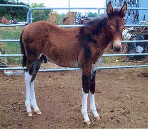 2006 John Mule