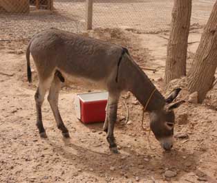 Smokey the Iraqi Donkey