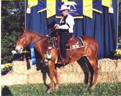 Kiss winning the Liberty Mule Show