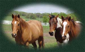 Heads of Mares