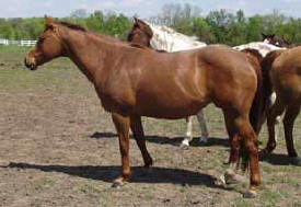 Red Mare