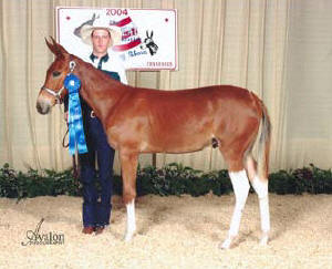 Banjo's Boot Scootn Boogie shown winning weanlings in Shelbyville, TN